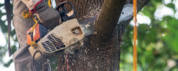 How Our Tree Care Process Works  in  Ramblewood, NJ