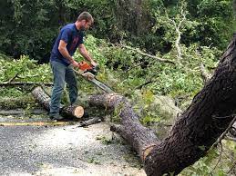 Best Tree Removal  in Ramblewood, NJ