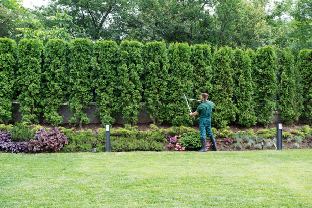 Best Lawn Disease Treatment  in Ramblewood, NJ