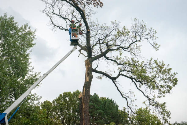 Lawn Watering Services in Ramblewood, NJ