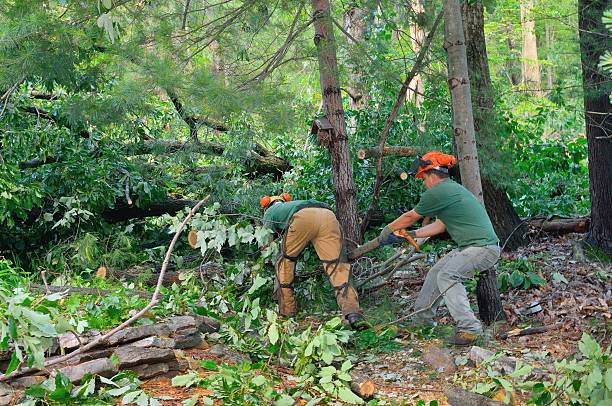 Professional Tree Removal in Ramblewood, NJ