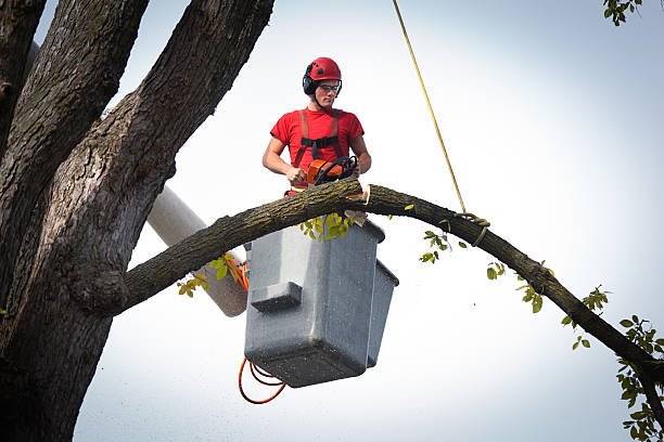 Best Lawn Dethatching  in Ramblewood, NJ