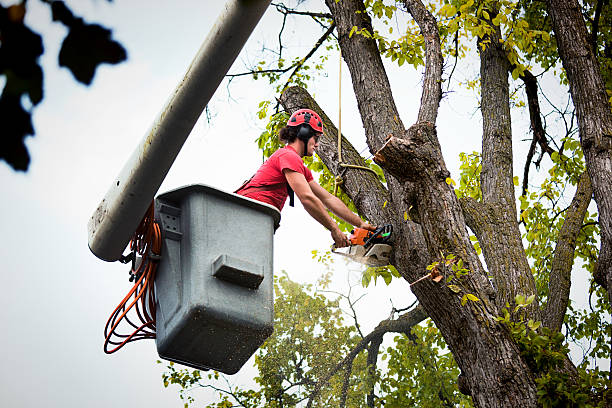 Best Palm Tree Trimming  in Ramblewood, NJ